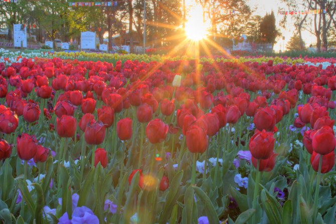 floriade into the sun3.jpg